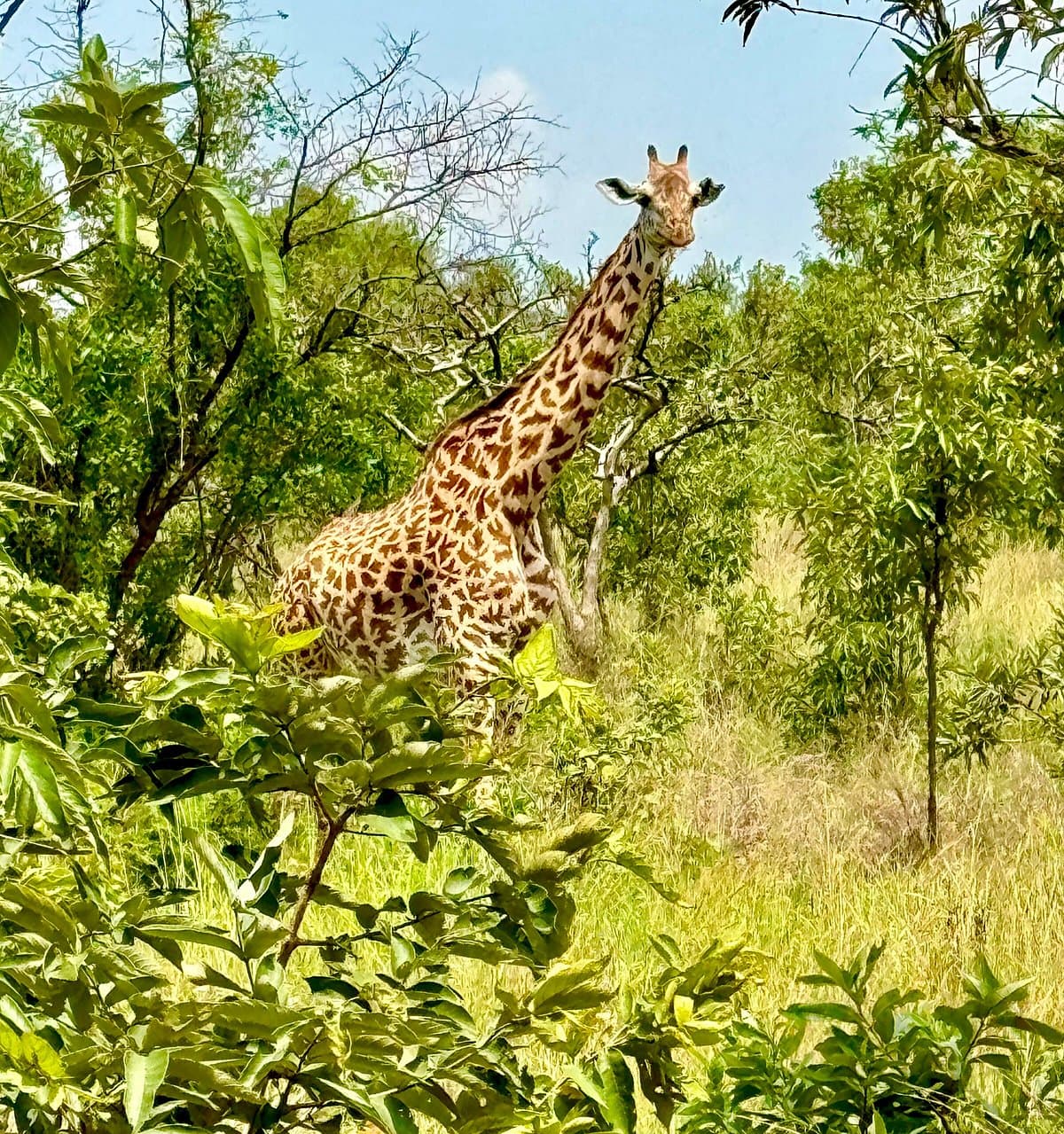 Giraffes in Akagera