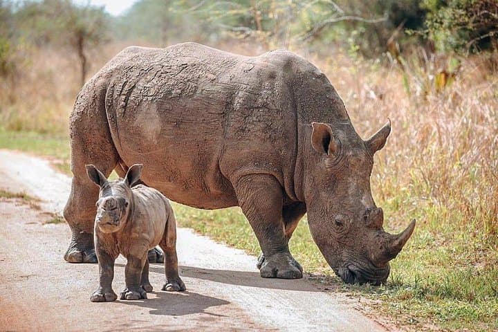 Rhinos in Akagera