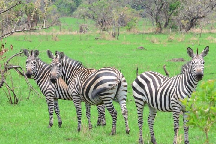 Zebras in Akagera