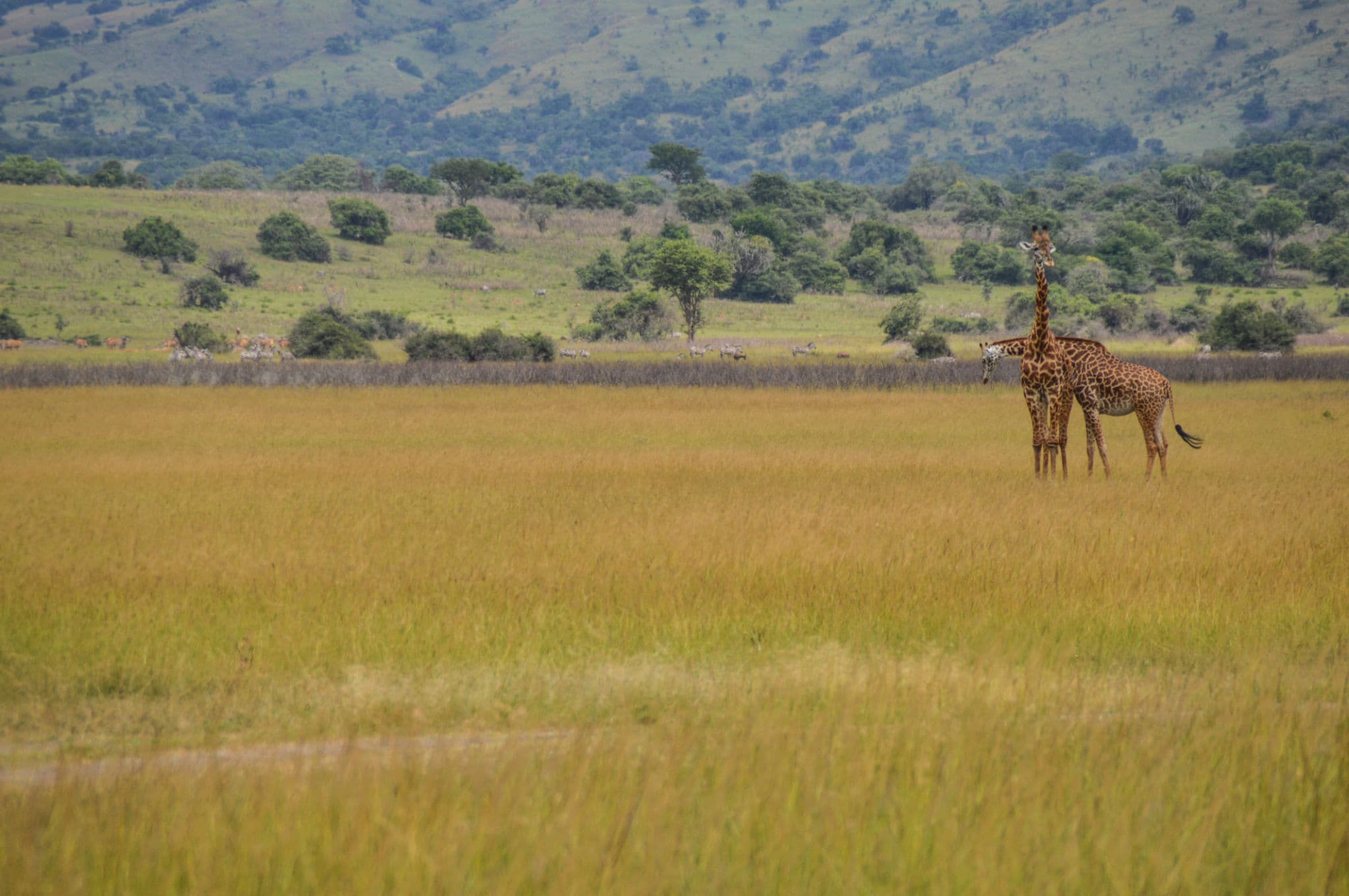 1 Day vs 2 Day vs 3 Day Akagera Safari – Which One Should You Choose?