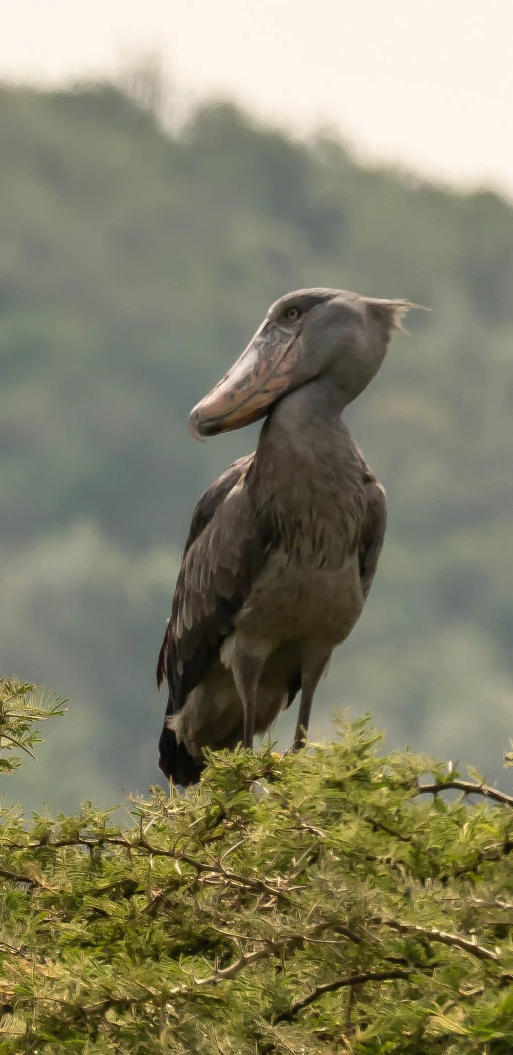 Bird Watching in Akagera - Photo 1