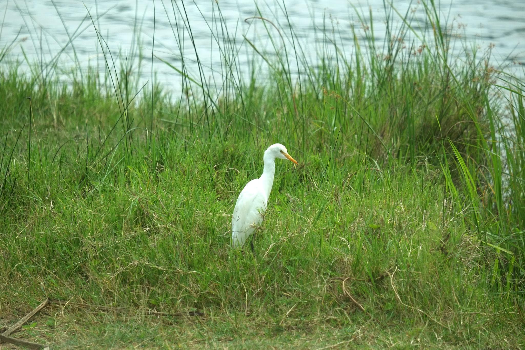 Bird Watching in Akagera - Photo 3